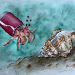 Hermit crab finds new home