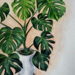 Monstera Plant in Pot