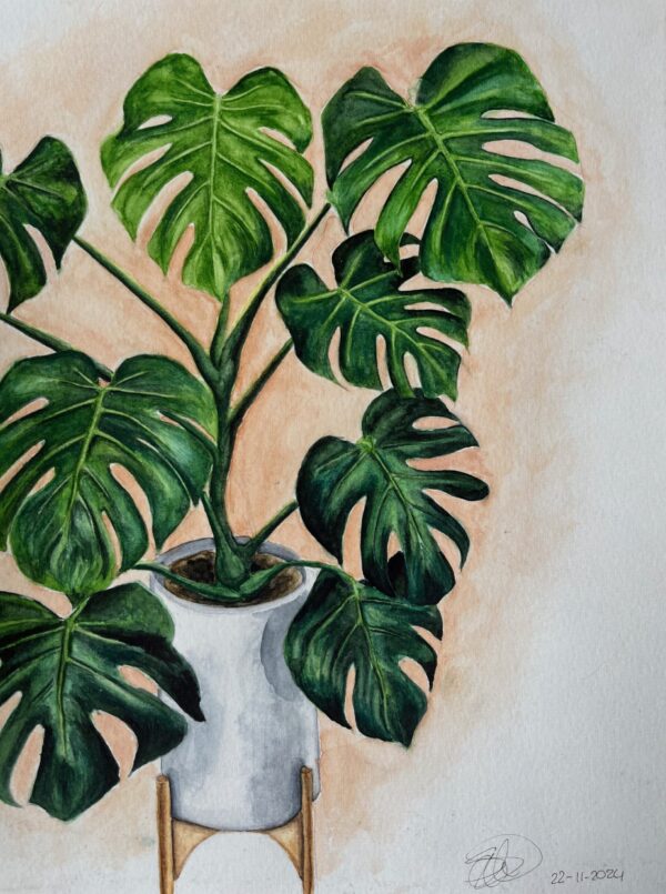 Monstera Plant in Pot