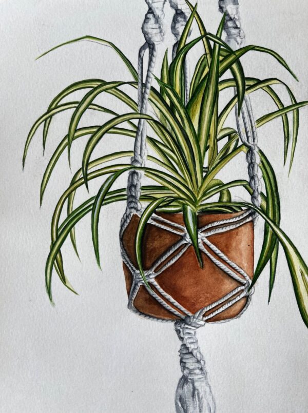 Graslelie in Macrame Hanger