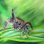 Waving Jumping Spider