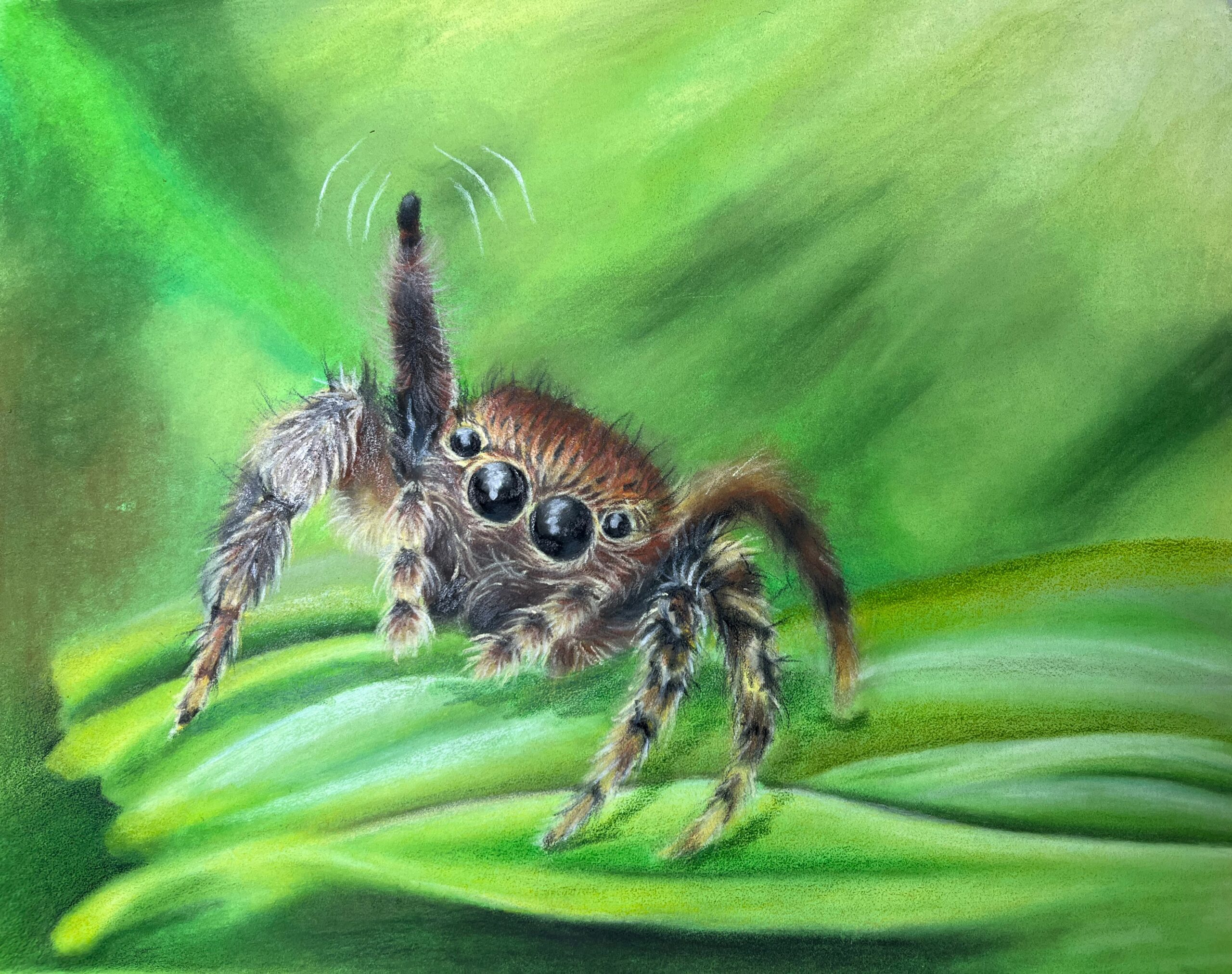 Waving Jumping Spider