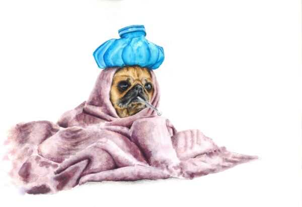 Zieke mopshond gewikkeld in kleed en met een ijszak op z'n kop