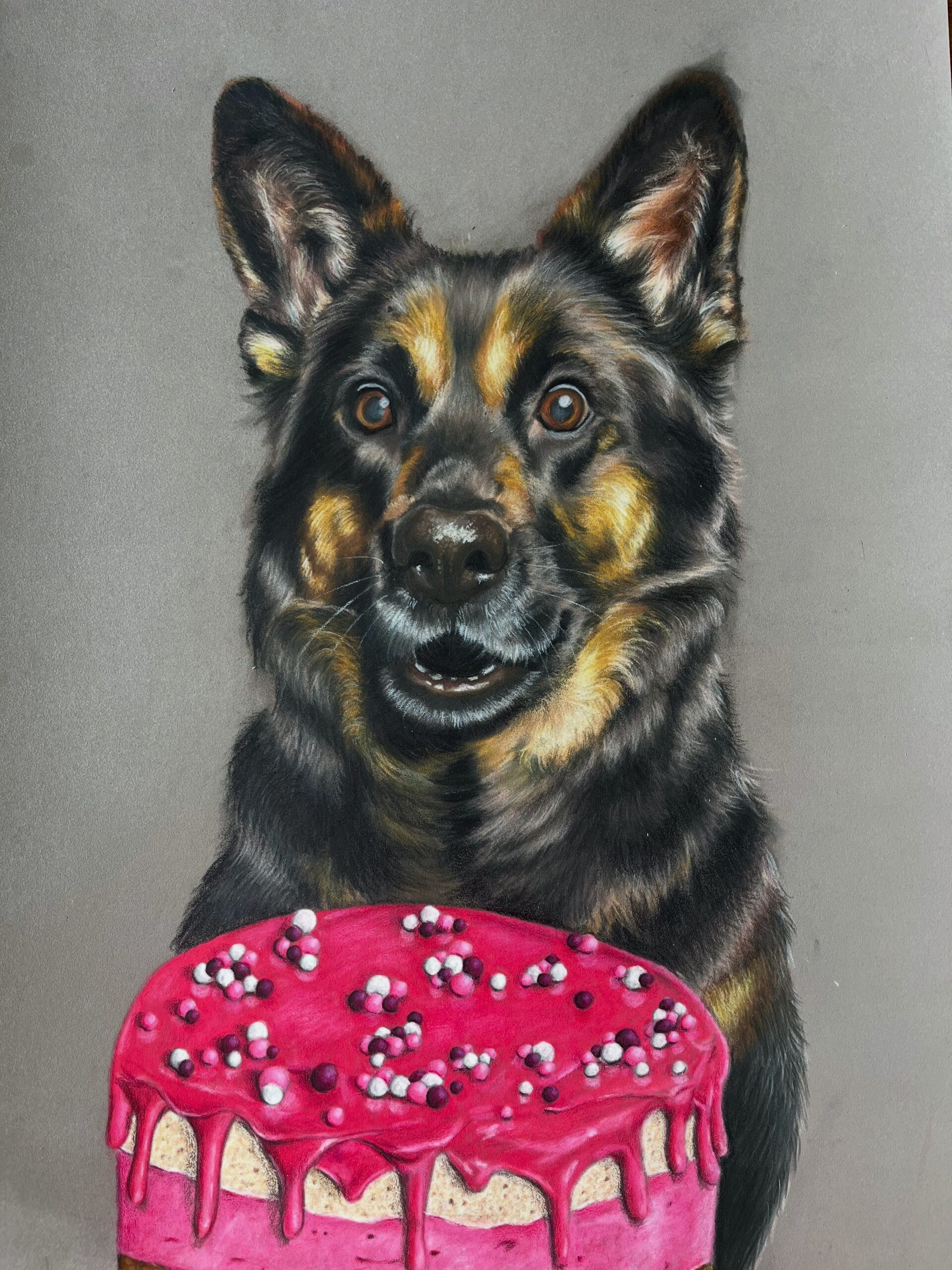 Duitse herder kijkt verlekkerd naar taart