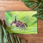 Zwaaiende springspin