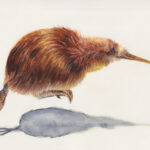 Kiwi origineel